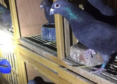李鳥和吳淞幼鴿種鴿